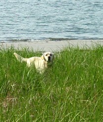 dawsonOnMoshersIsland