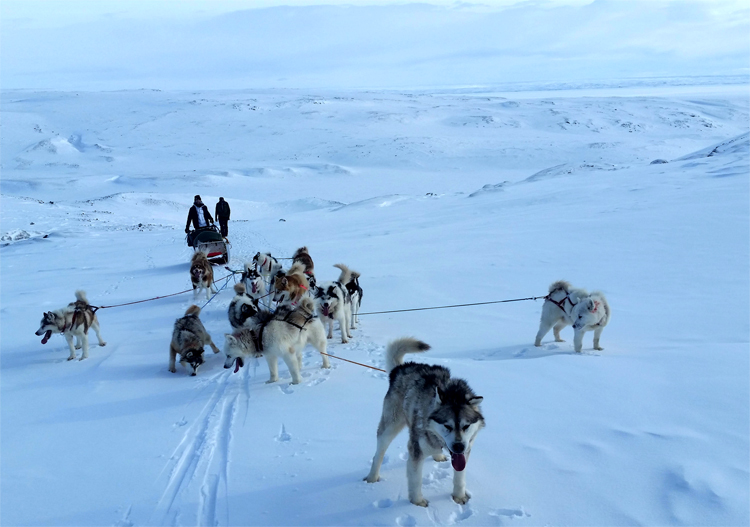 dogsledTeam_Apr2018_750w90dpi