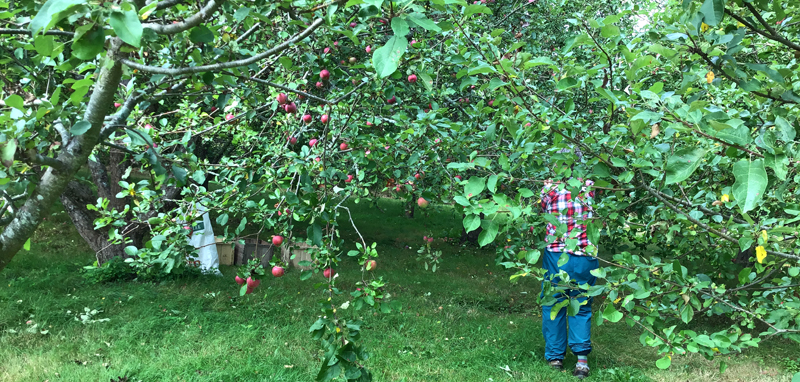 applePicking_01