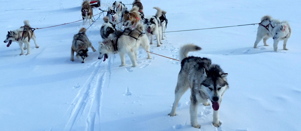 dogsledTeami