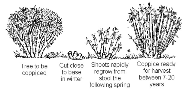 coppicing