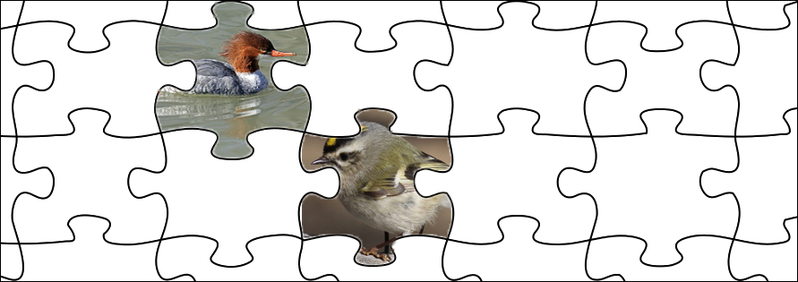 puzzle_birdCount