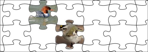puzzle_birdCount
