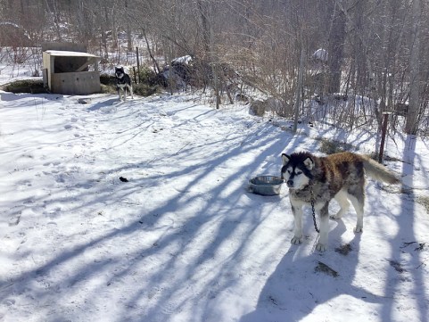 dog_feb2019_800x96dpi