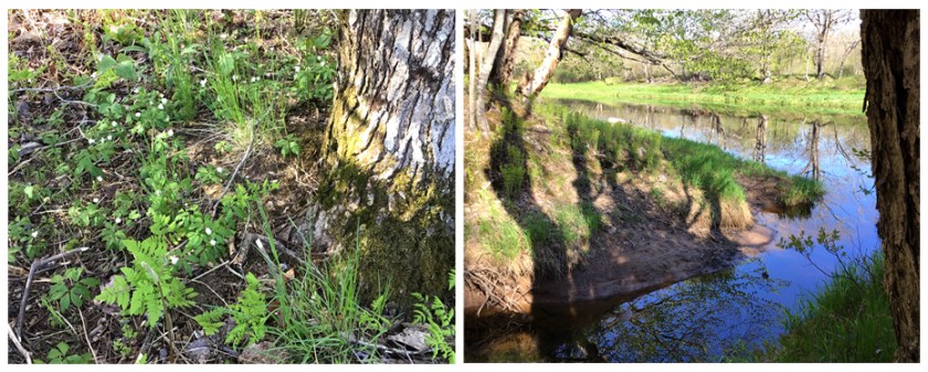 wildflowersAnnapolisRiver