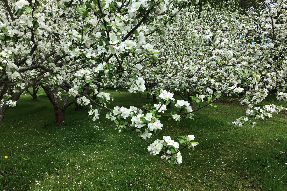 pic_orchard01Jun2020