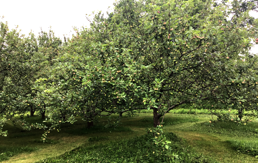 updateOnAppleHarvest_27Jul2020