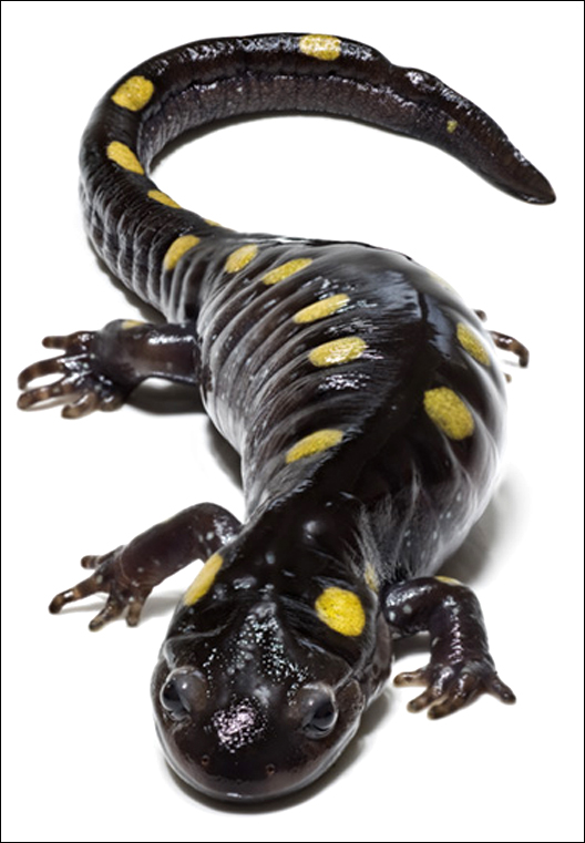 pic_yellowSpottedSalamander